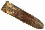 Fossil Sauropod Dinosaur (Rebbachisaurus) Tooth - Morocco #267274-1